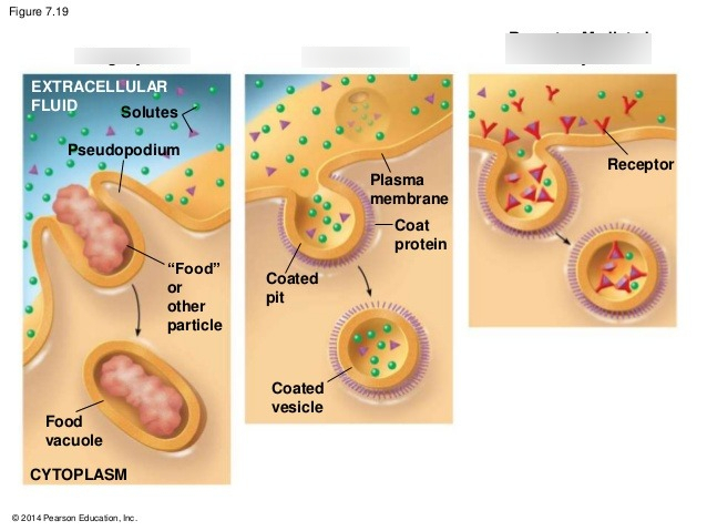 <p>exocytosis (many secretory cells use it to export their products)</p><p>endocytosis, reversal of exocytosis, involving three different proteins:</p><p><u>phagocytosis:</u>&nbsp;cell engulfs a particle in a vacuole, then fuses with a lysosome to digest</p><p><u>pinocytosis</u>: cell drinking, extracellular fluid is gulped into tiny vesicles</p><p><u>receptor-mediated endocytosis</u>: binding of solutes to receptors, but is highly selective</p><ul><li><p>humans use it to take in cholesterol, which is carried in low density lipoproteins (LDLs)</p></li><li><p>people w/ the disease hypercholesterolmia have missing/defective LDL receptor proteins, so no cholesterol binds to it, leading it to go to the blood and not the cell</p></li></ul><p></p>