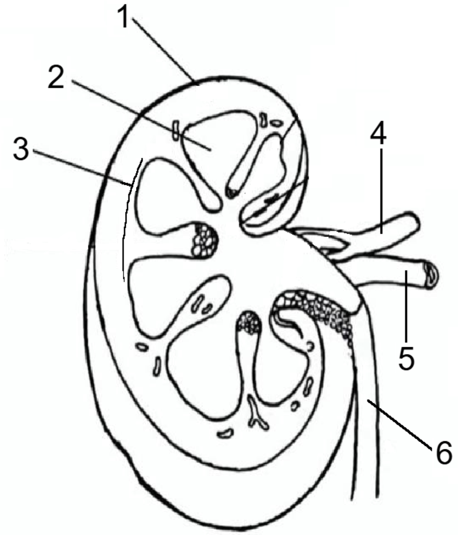 <p>Label items <strong>4-6</strong>.&nbsp;</p>