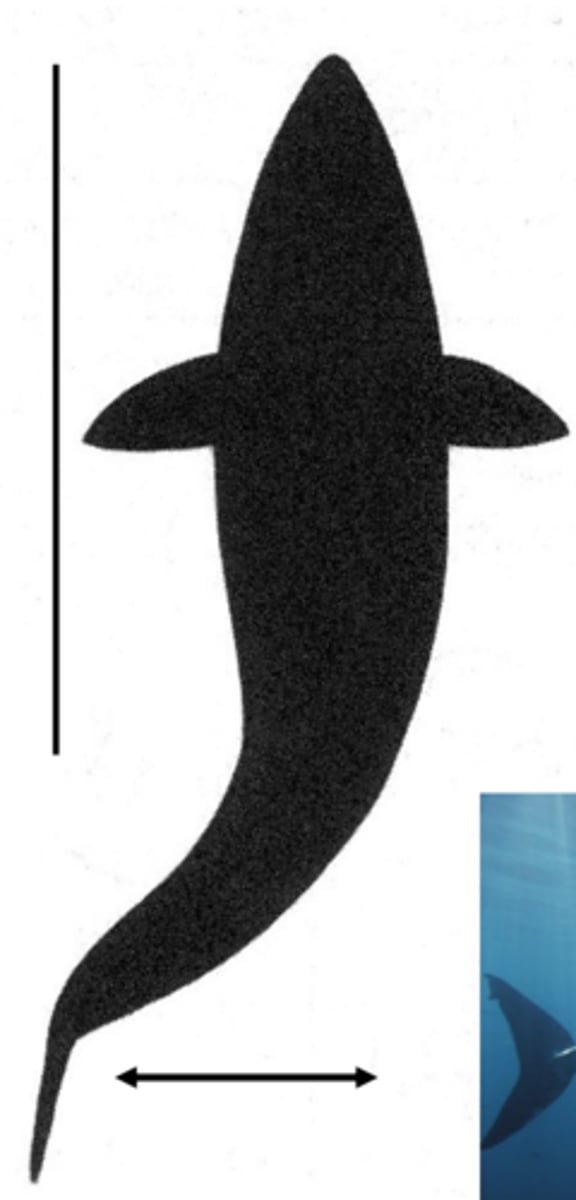 <p>most efficient , high speed long distance swimmers<br>A form of swimming in fish involving very little body bending, thrust being generated by the tail <br>ex tuna</p>