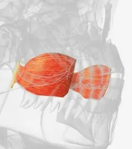 <p>Cheek muscle that flattens cheeks during whistling or blowing. It helps in holding food between the teeth during chewing. </p>