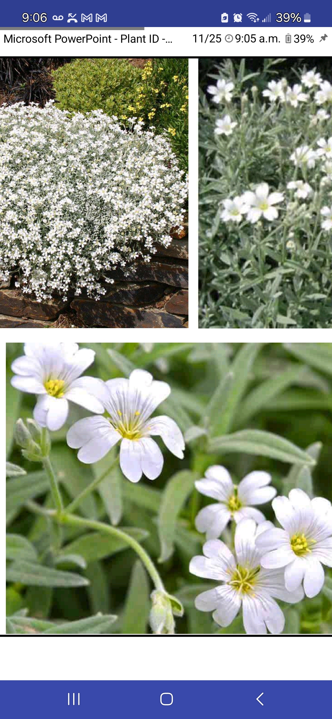 <p>Cerastium tomentosum, Caryophyllaceae</p>