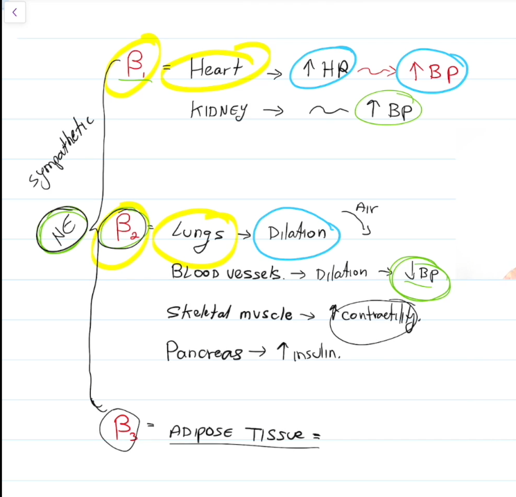 <p>Break down fat in adipose tissue</p>