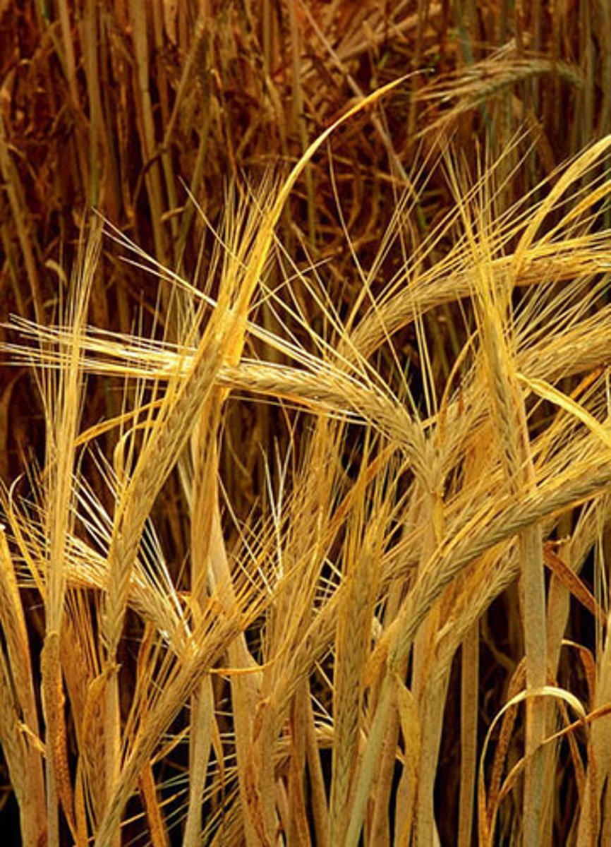 <p>(n) a type of grain</p>