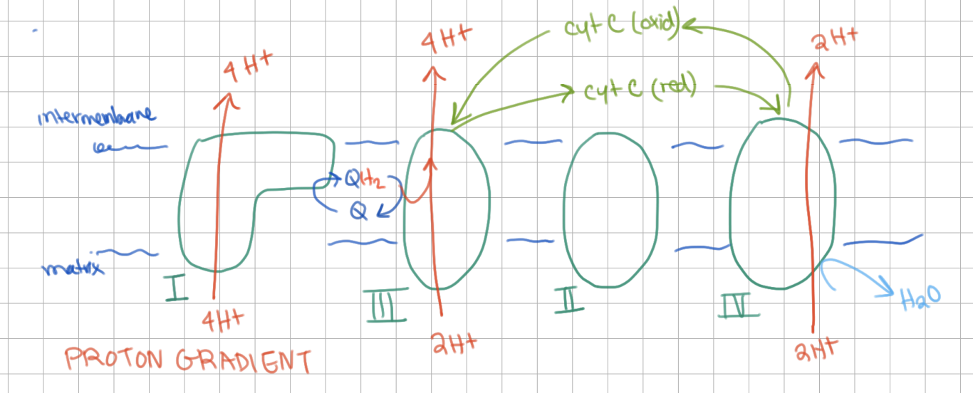 <p>Complex I = 4</p><p>Complex II = 0</p><p>Complex III = 4 </p><p>Complex IV = 2</p>