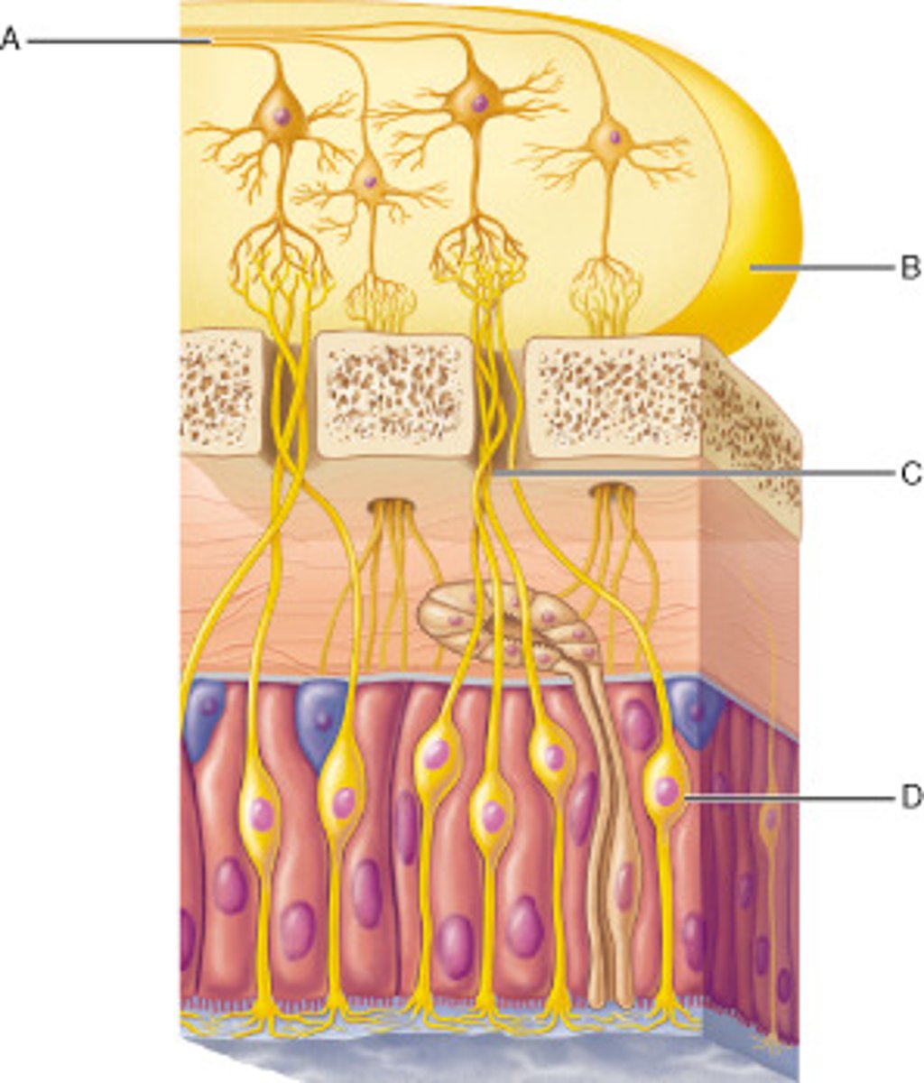 <p>olfactory tracts</p>