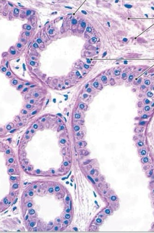 <p>• Mostly confined to axillary, anal and genital areas</p><p>• Produce a special kind of sweat consisting of fatty substances and proteins, via merocrine secretion</p>