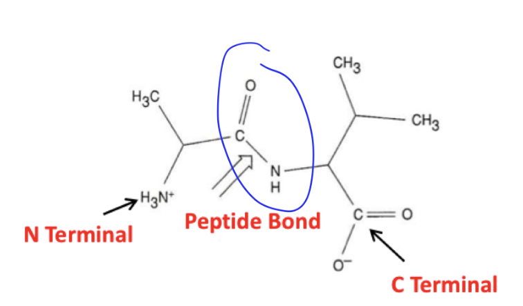peptide bonds