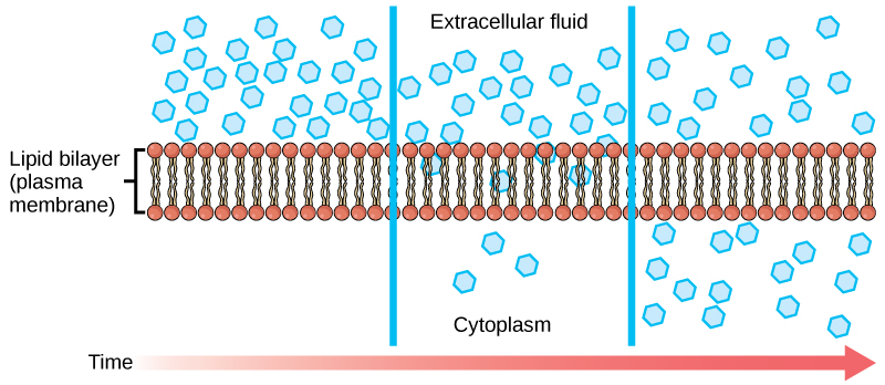 <p>The rate of diffusion is faster when: when the concentration gradient has a () difference, when temperature is (), when their solubility is (), when the surface area is (), when the distance to travel is (), when solvent density is (), when pressure is ()</p>