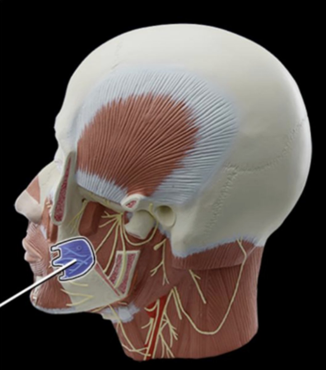 <p>action of buccinator</p>