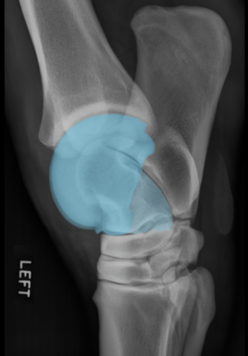 <p>What bone is highlighted?</p>