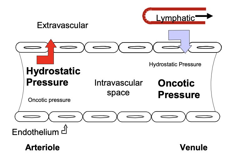 increased, reduced, increased, lymphatic, increased