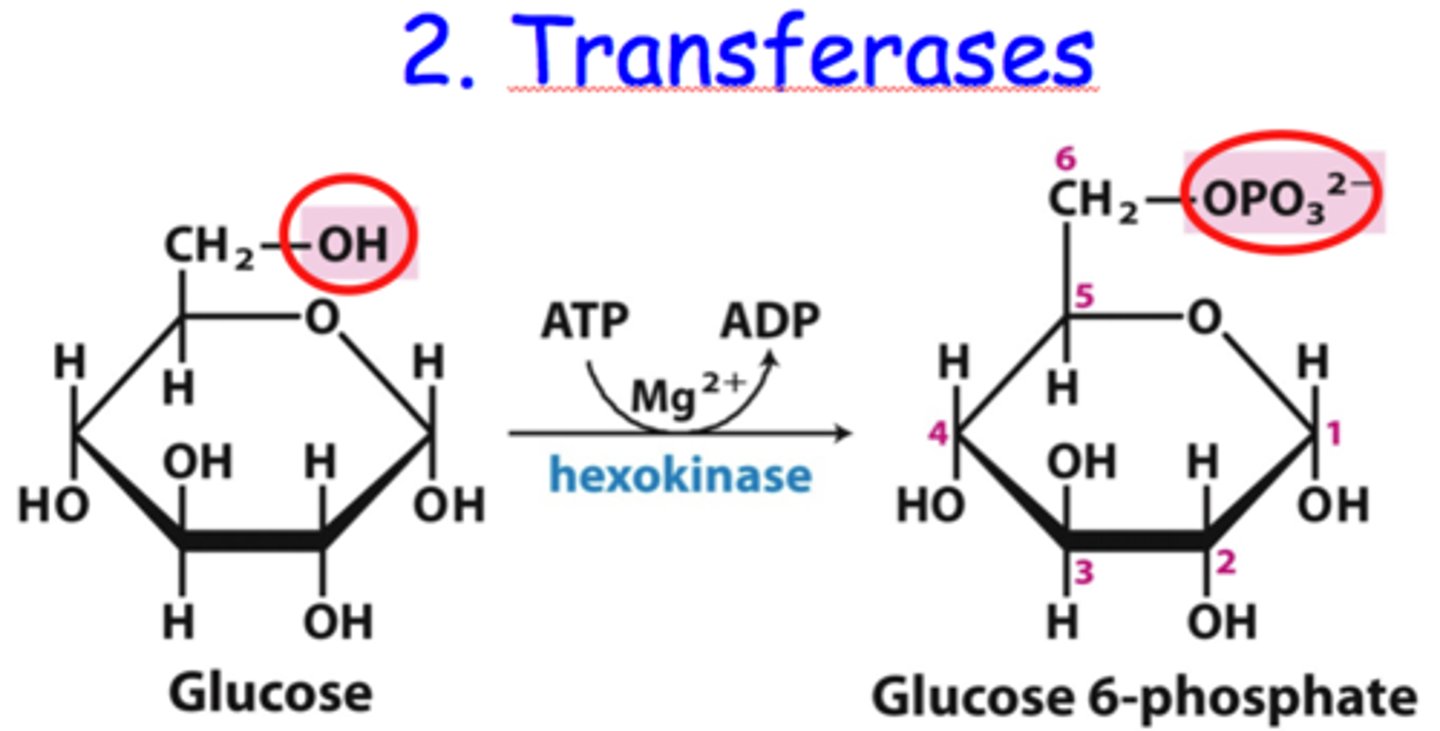 <p>transfer a functional group (e.g. a methyl or phosphate group)</p><p>A-c + B → A + B-c,</p>