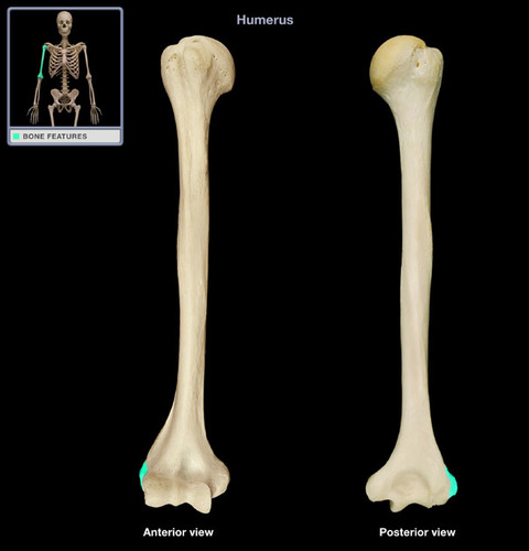 <p>on the humerus; distal end</p>