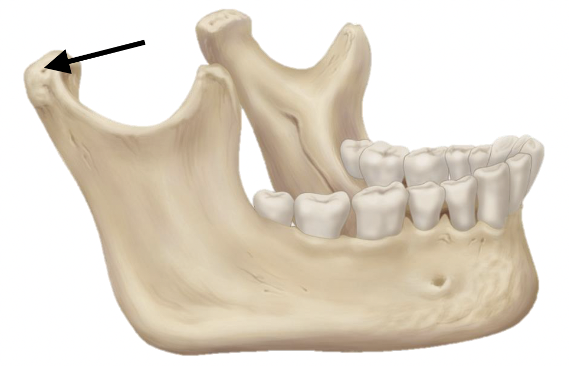 <p>Name the bone marking</p>