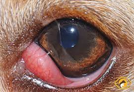 <p>Common term for third eyelid prolapse. This prolapse occurs due to a weakness of the connective tissues that hold the gland in place</p>