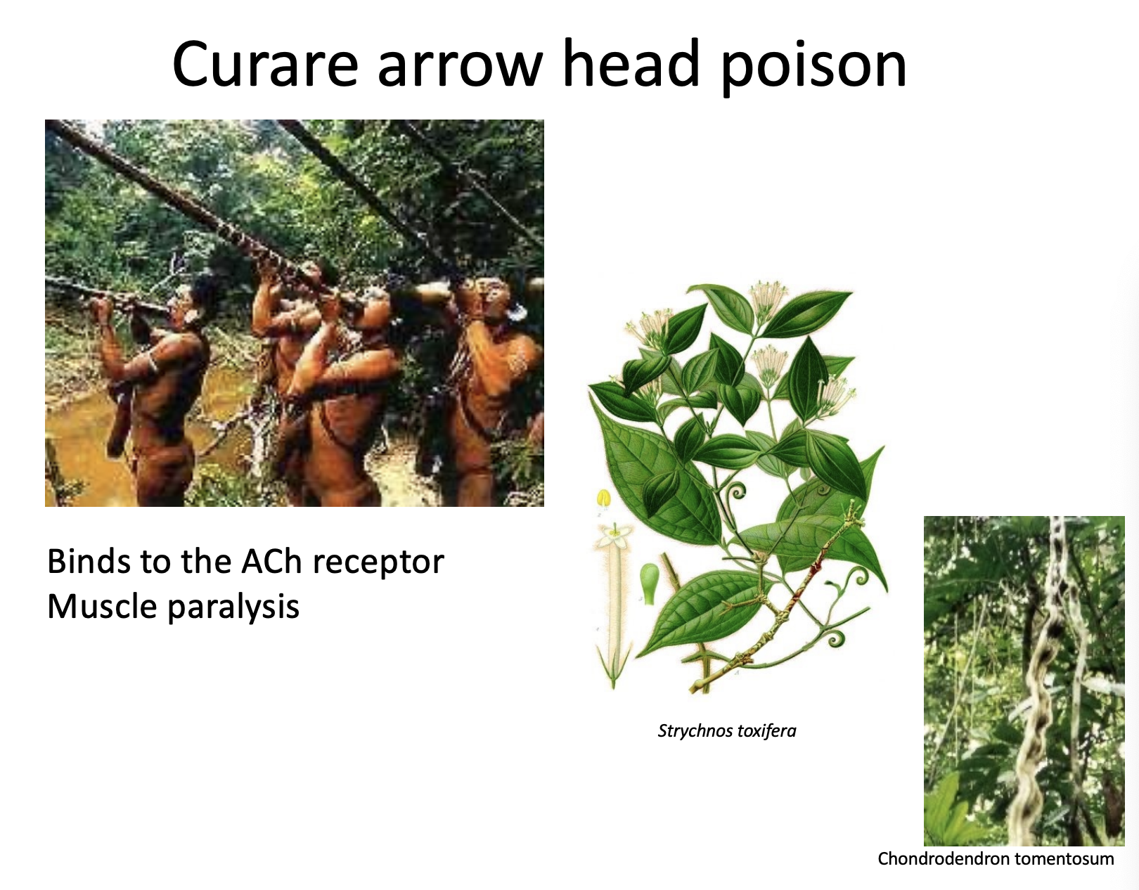 <p><span style="background-color: transparent;"><strong><span>Curare:</span></strong><span> An arrow poison that binds to and blocks ACh receptors, preventing the muscle from receiving the signal to contract.</span></span></p>