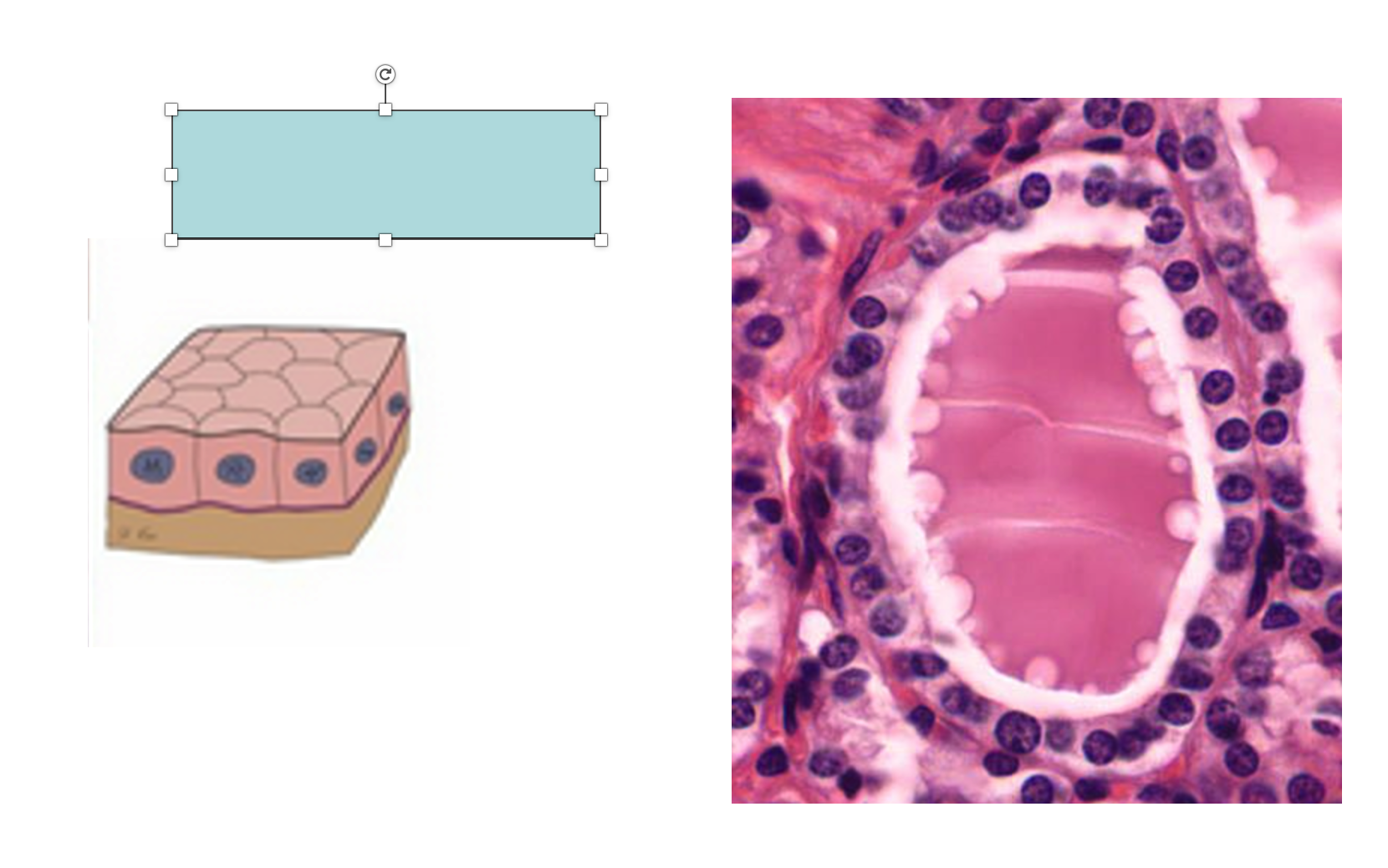 <p>An example of a type of cell is <strong><em><em></em></strong></em>__.</p>