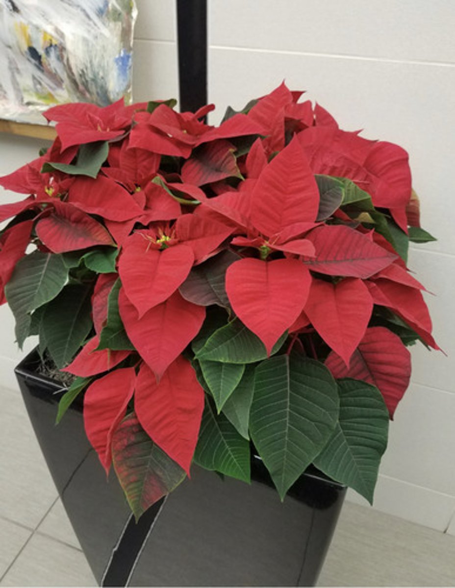 <p>Flowers are actually modified leaves known as bracts</p><p>Midrib on the leaves is usually white</p><p>They come in many colors but red is most common</p>