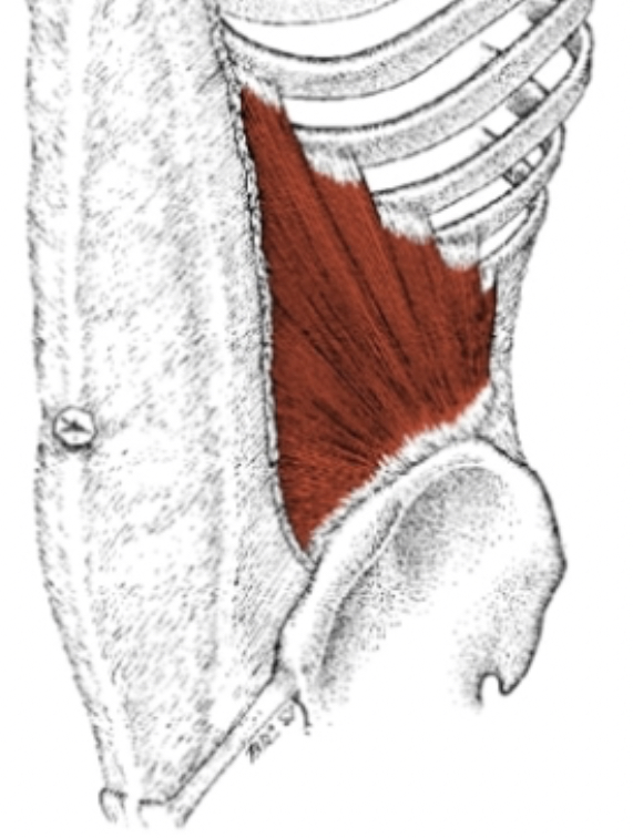 <p>expiration, compress abdomen</p>