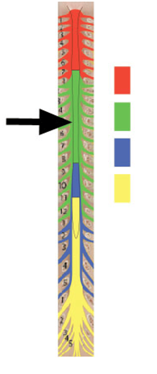 <p>Identify YELLOW structures. (nerves are NOT being indicated by the arrow)</p>