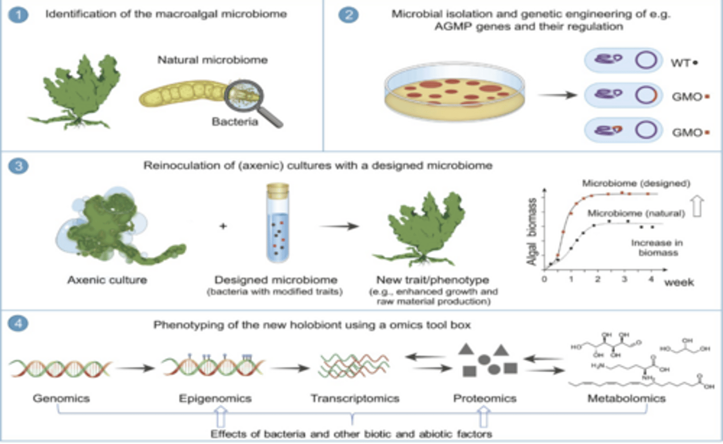 <p>(i.e. thallusin production regulates morphogenesis in Ulva mutabilis)</p><p>when grown in sterile conditions, U. mutabilis adopted an uncharacteristic globose morphology with small, thready proliferations, but regained normal morphology when exposed to MaM bacteria from a non-sterile culture.</p><p>-Wichard proposed selecting which microbes are introduced in axenic cultures can help create new desired pheotypes</p>