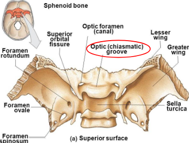 <p>chiasmatic groove; extends across anterior portion of tuberculum sellae</p><ul><li><p>groove ends on each side at the optic canal</p></li></ul><p></p>