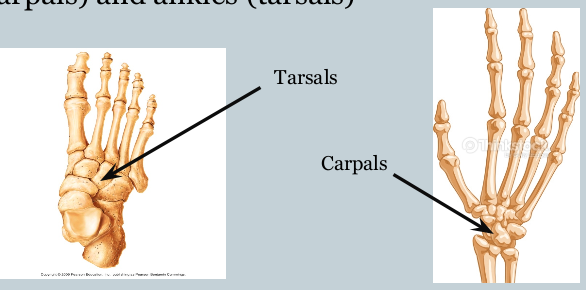 <p>serve as shock absorbers + fine motor control</p><p>examples: carpals, tarsals</p>