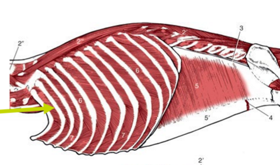 <p>Notera fiberriktining, O, I, F</p>