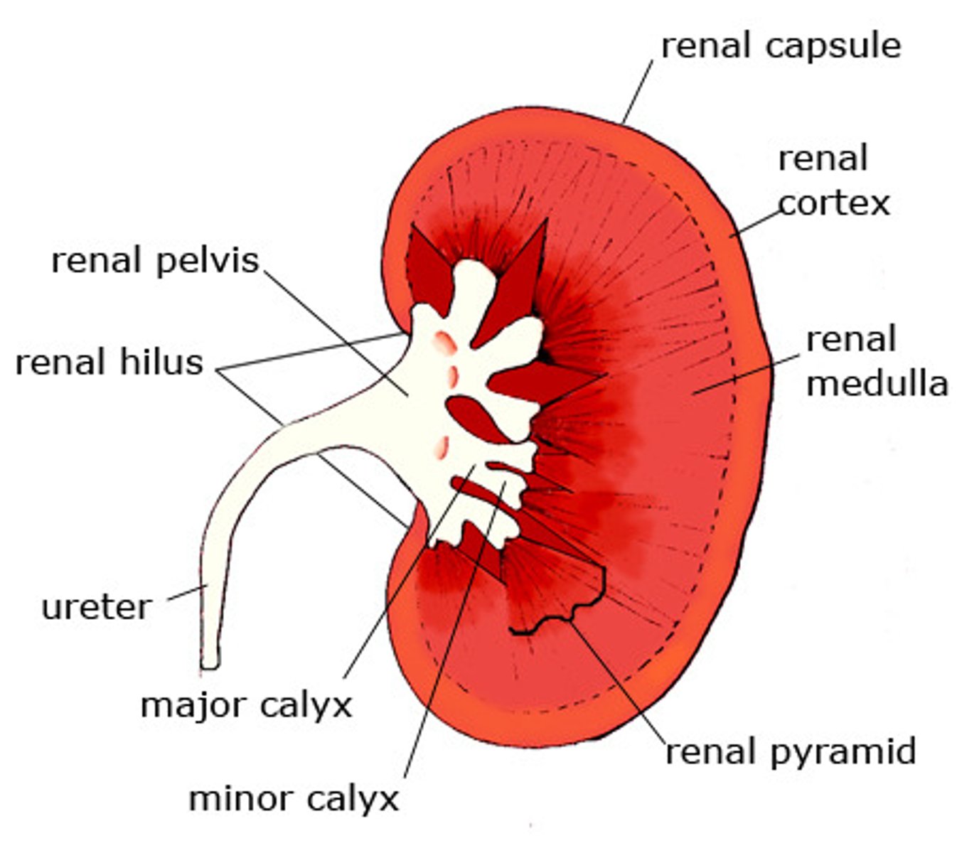 <p>The renal calyces collect the urine from the collecting ducts of the nephrons.</p><p>The renal calyces then empty into the renal pelvis, the central area of the kidney which will drain into the ureter.</p>