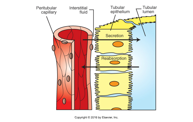 <p>Reabsorption Part 2 </p>