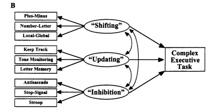 <ul><li><p><span>found three clearly distinct, latent variables accounted for performance differences on the 9 tasks. These variables (or ‘factors’) are shown in the central part of the figure</span></p><ul><li><p><span>shifting, which means shifting between task sets</span></p></li><li><p><span>updating, which means updating the contents of WM.</span></p></li><li><p><span>And inhibition, which means inhibiting prepotent responses</span></p></li></ul></li><li><p><span>has been quite an influential model of executive function, and it tends to be used as a kind of template for understanding how executive functions can be fractionated.&nbsp;</span></p></li><li><p><span>The idea is that any complex executive task can be accomplished by drawing on (some mixture of) these three functions.</span></p></li><li><p><span>But perhaps the real test of this attempt to fractionate executive function is whether we can map these different functions onto different brain regions.&nbsp;&nbsp;</span></p></li></ul><p></p>