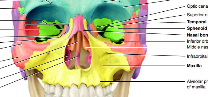 <p>markings → infraorbital foramen, palatine process</p><p>description → paired jawbones form upper jawbone; articulate w/ every favial bone except mandible; most of the hard palate</p><p>function → hold upper teeth, forms orbit, nose and palate; communication and mastication</p>