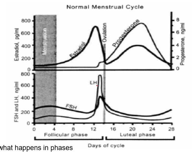 
1. menstruation
2. estradiol
3. ovulation
4. progesterone
5. FSH
6. LH
7. follicular phase
8. luteal phase

\
