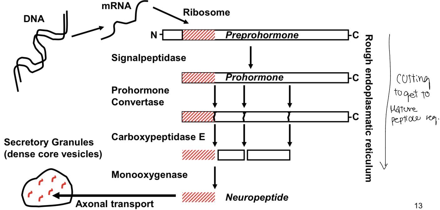 knowt flashcard image