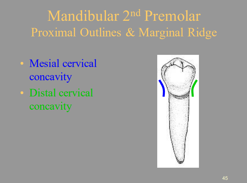 <ul><li><p><span style="color: blue">1 = Mesial cervical concavity</span></p></li><li><p><span style="color: green">2 = Distal cervical concavity</span></p></li></ul>