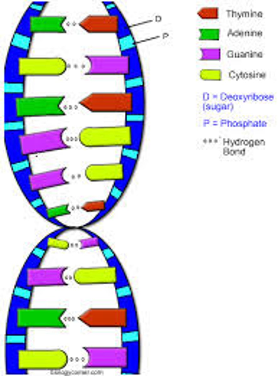 <p>A biological macromolecule that encodes the genetic information for living organisms and is capable of self‐replication and the synthesis of ribonucleic acid (RNA).</p>