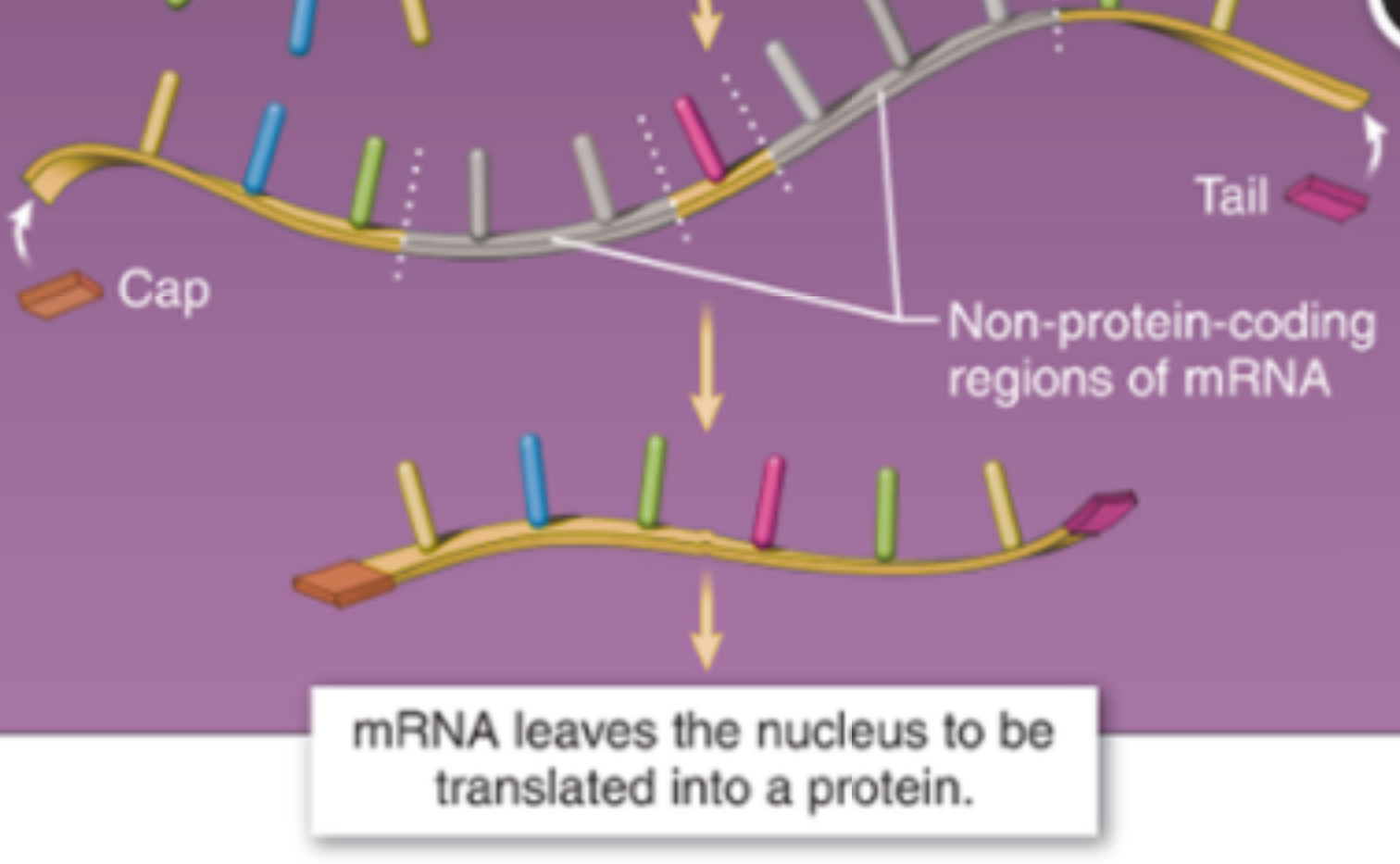 <p>Capped and Processed mRNA</p>