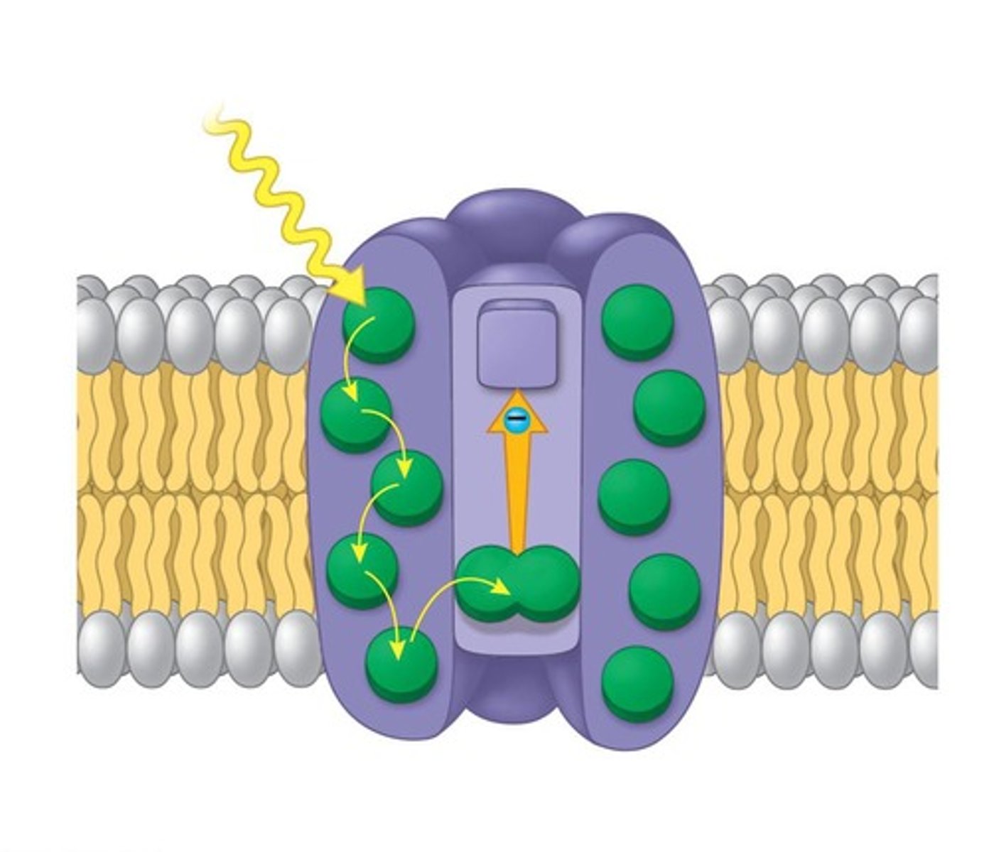 <p>H+ ions move through ATP synthase, converting potential energy into kinetic energy to synthesize ATP.</p>