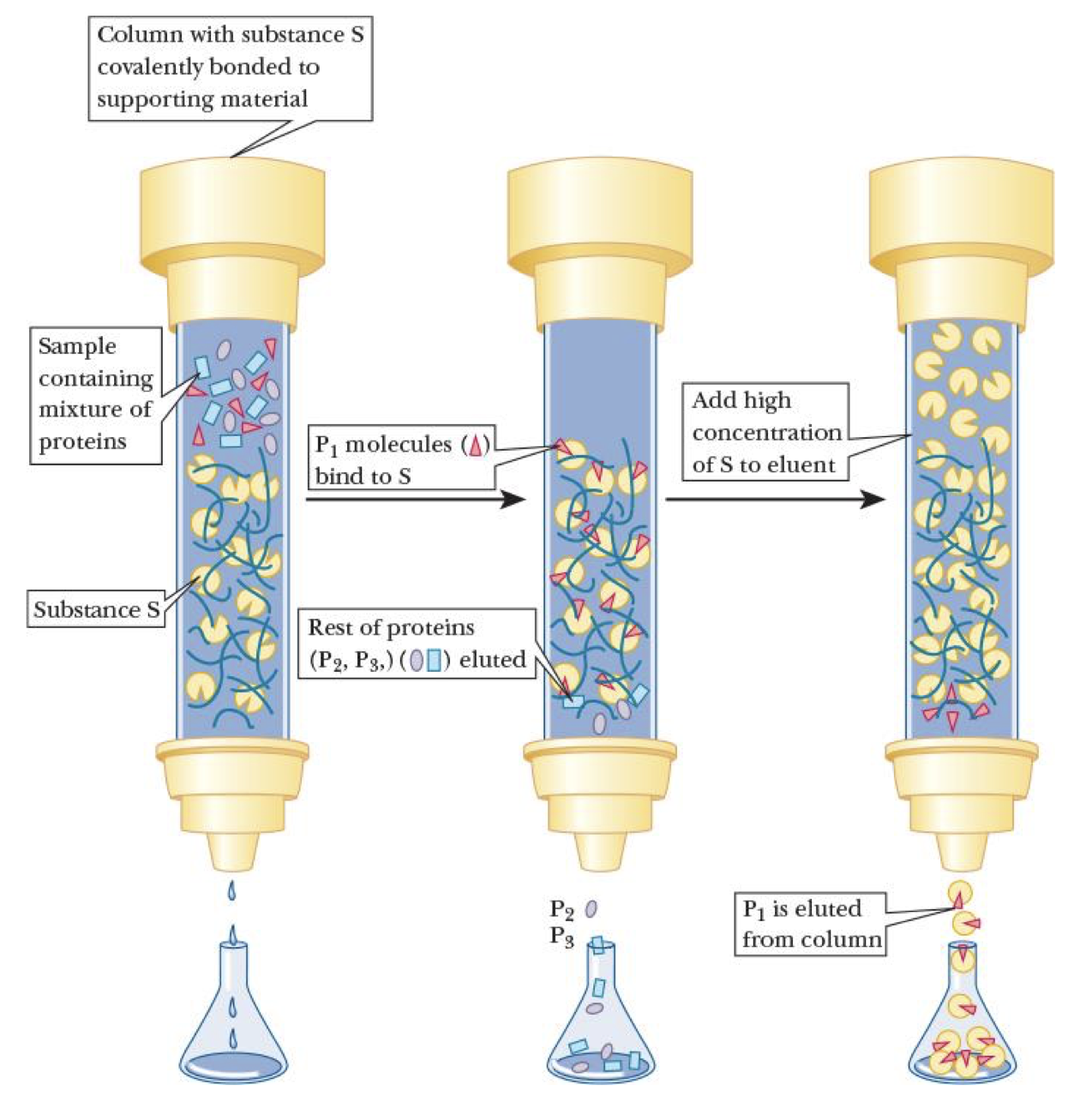 <p>column separation based on specific binding of molecules to ligand </p><ul><li><p>bead will only bind to specific desired protein (noncovalent) </p></li><li><p>would elute last </p></li></ul><p></p>