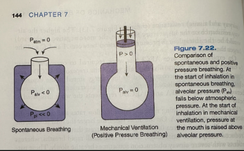 <ul><li><p><span>Spontaneously breathing patients generate a driving pressure by increasing the size of the thorax, thereby lowering airway pressure below atmospheric pressure</span></p></li><li><p><span>With modern mechanical ventilators, driving pressure is primarily established by raising the pressure at the mouth (positive pressure ventilation)</span></p></li></ul><p></p>