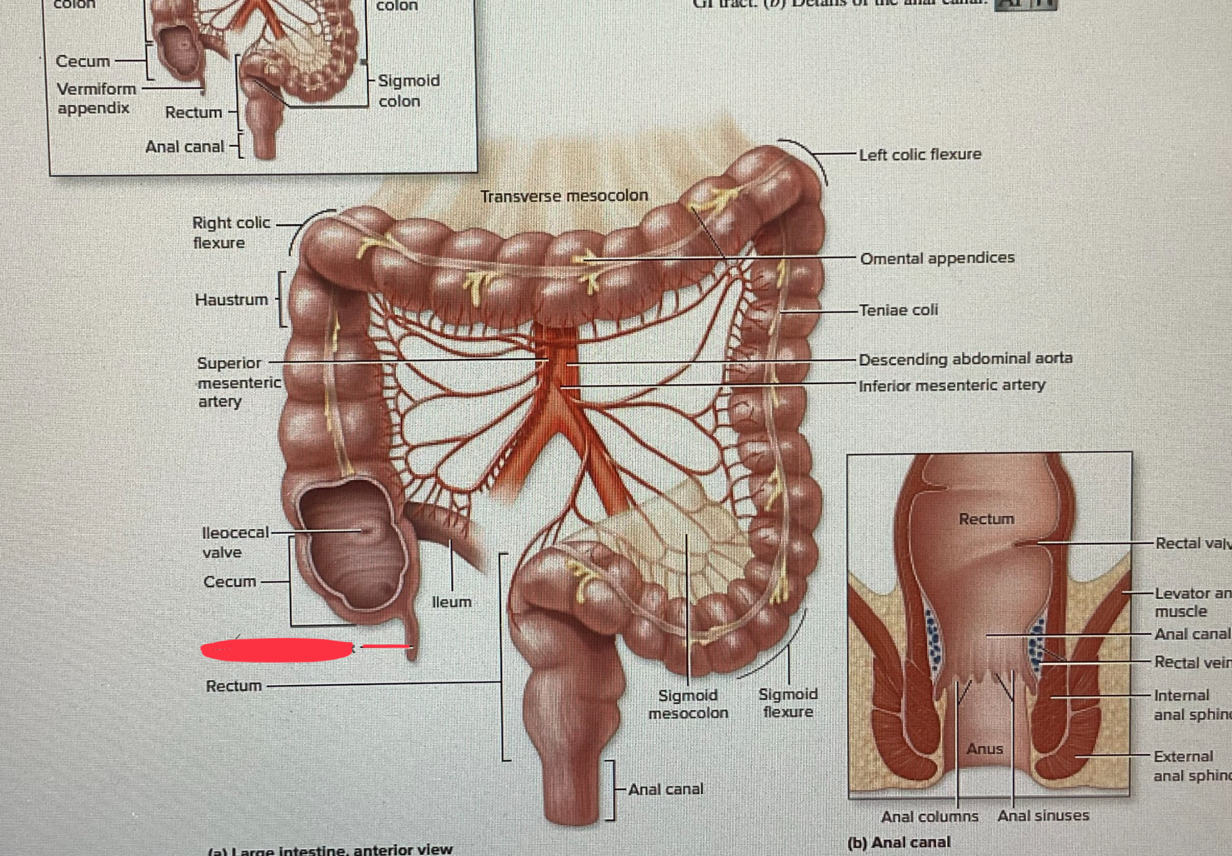 knowt flashcard image