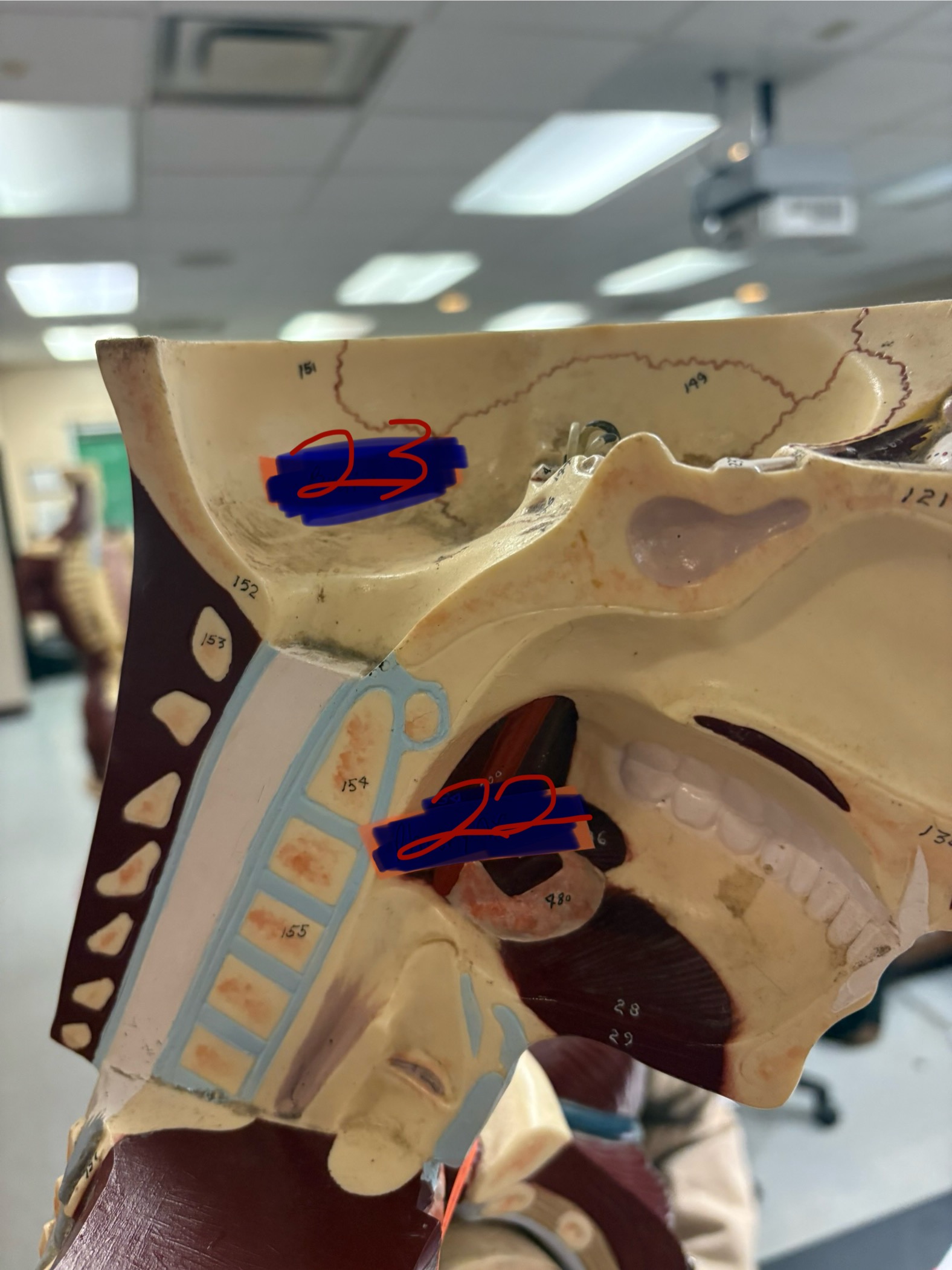 <p>What is the organ for number 22? And what organ system is it apart of?</p>