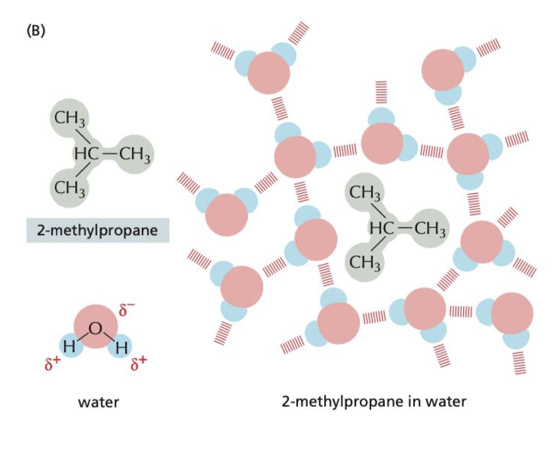 <ul><li><p>The ordering of water molecules around hydrophobic molecules increases the entropy of the system (not favorable).</p></li><li><p>To minimize the number of water molecules affected, <strong>hydrophobic molecules cluster together in aqueous environment. to…</strong></p></li></ul>