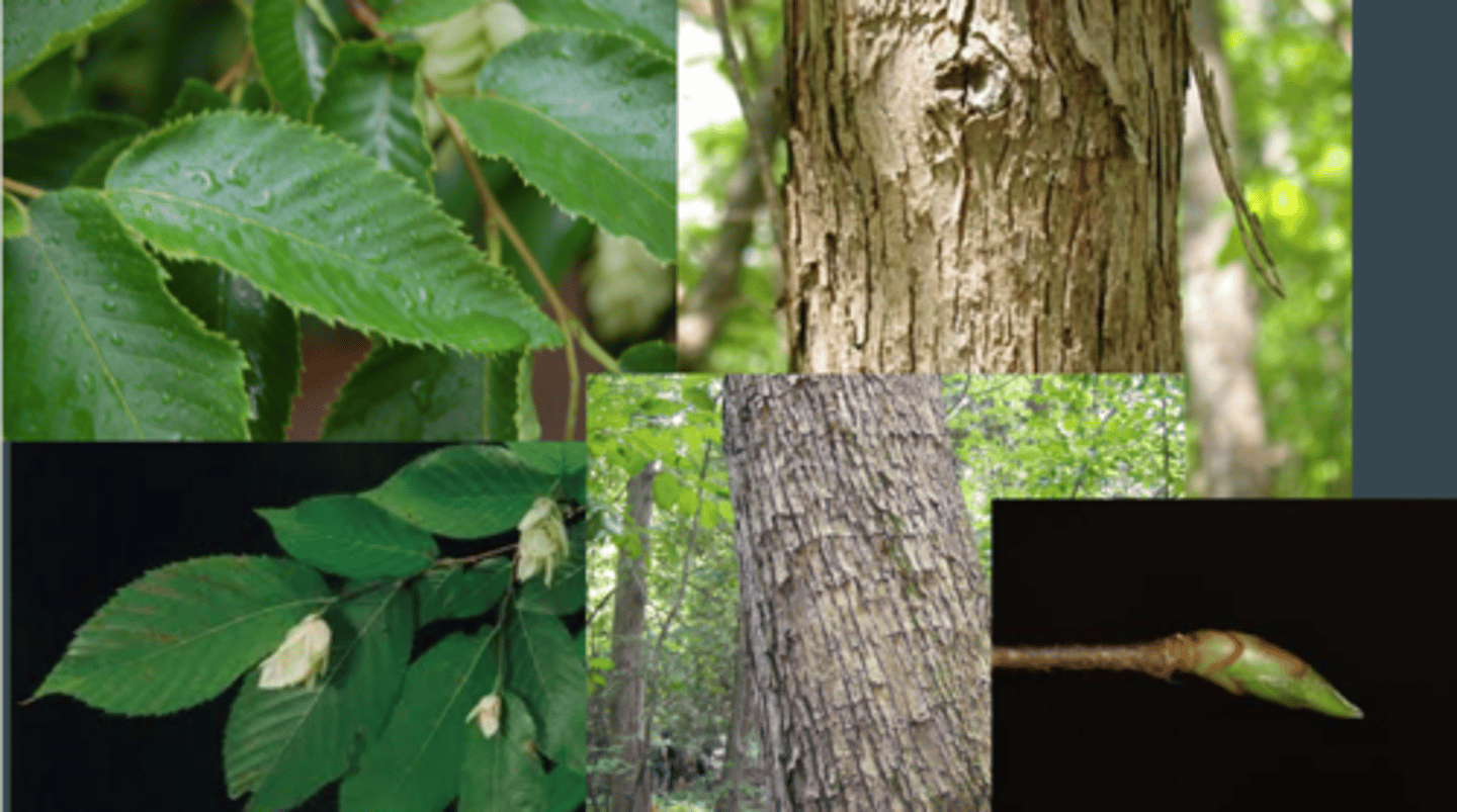 <p>Ostrya virginiana</p>
