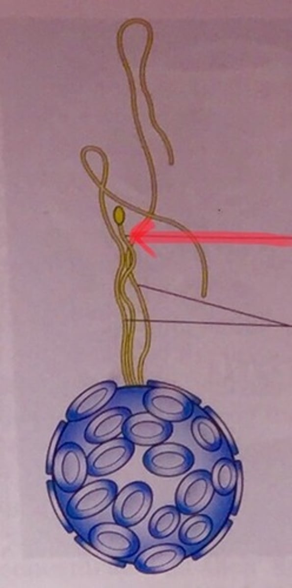 <p>Extension protruding from coccolithophores that may have to do with feeding or protection.</p>