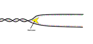 <p>1. DNA is unzipped by <strong>helicase</strong>.</p>