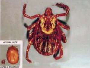 <p>What is this tick?</p>