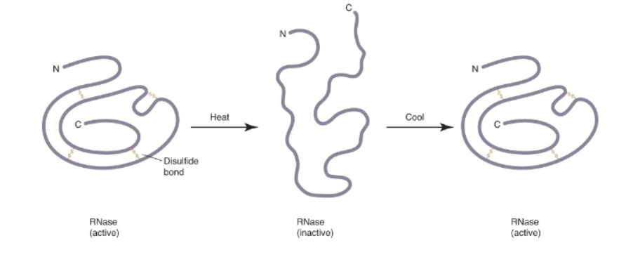 <p>(ribonuclease): digestive enzyme secreted from pancreas</p>