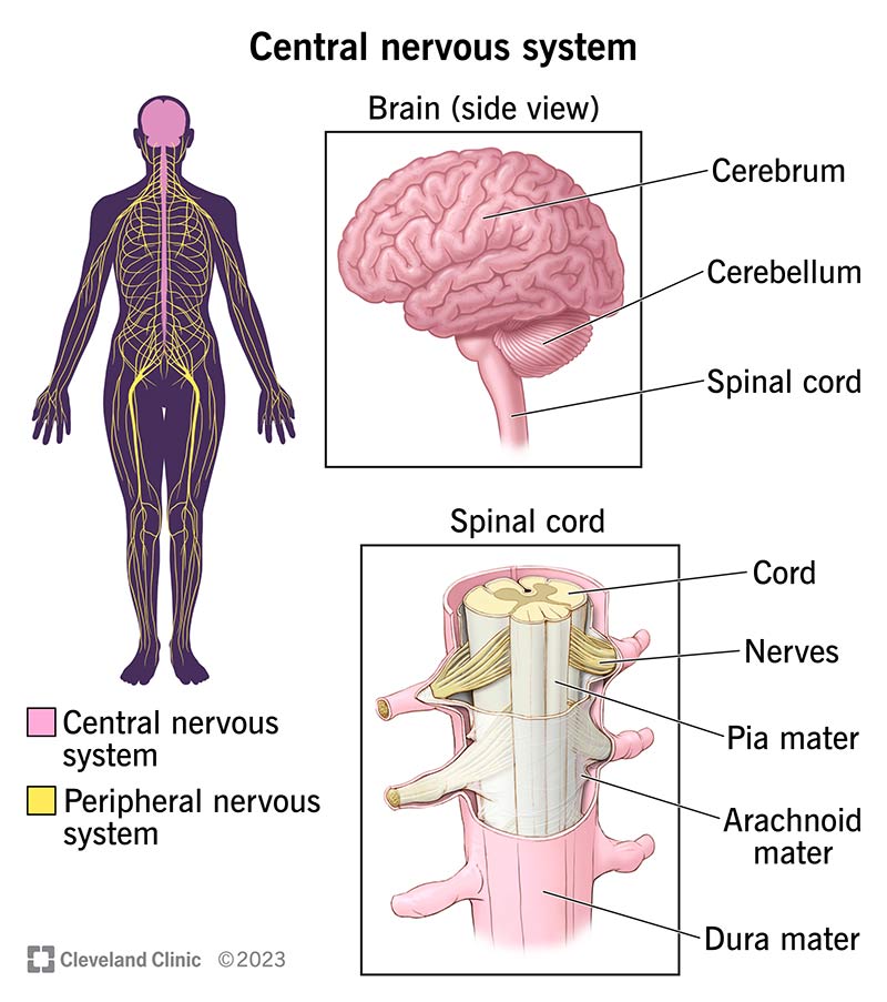 <p>The division of the nervous system that is central to all behavior and mental processes; it consists of the brain and spinal cord</p>