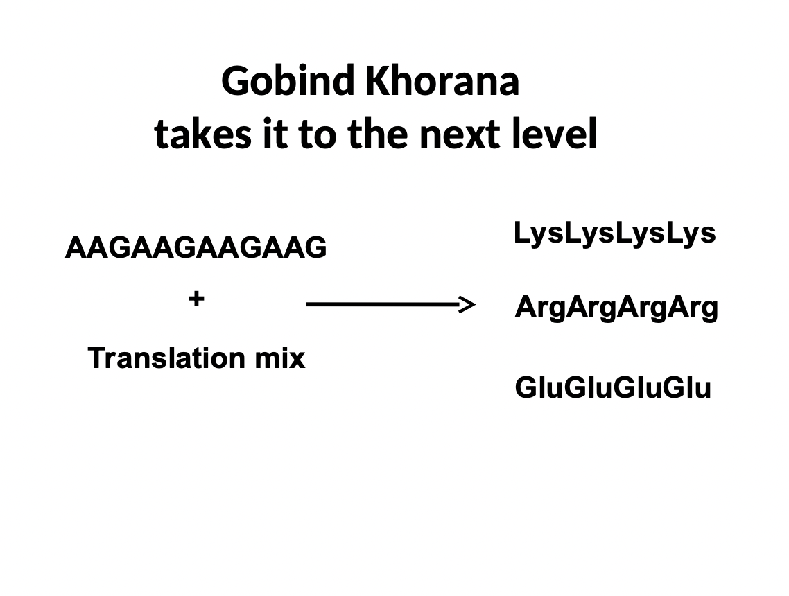 <ul><li><p>Gobind Khorana realized that a sequence can yield 3 different sequences</p></li><li><p>can be read as AAG, AGA, or GAA</p></li><li><p>now we know there is a frame for reading the code that can be shifted</p></li></ul>